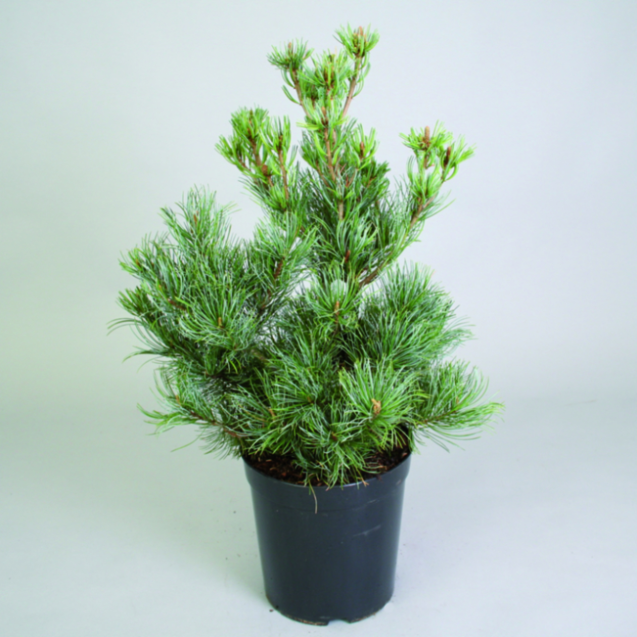 Сосна мелкоцветковая Глаука